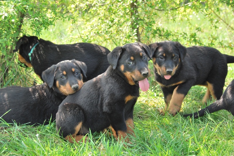 chiots